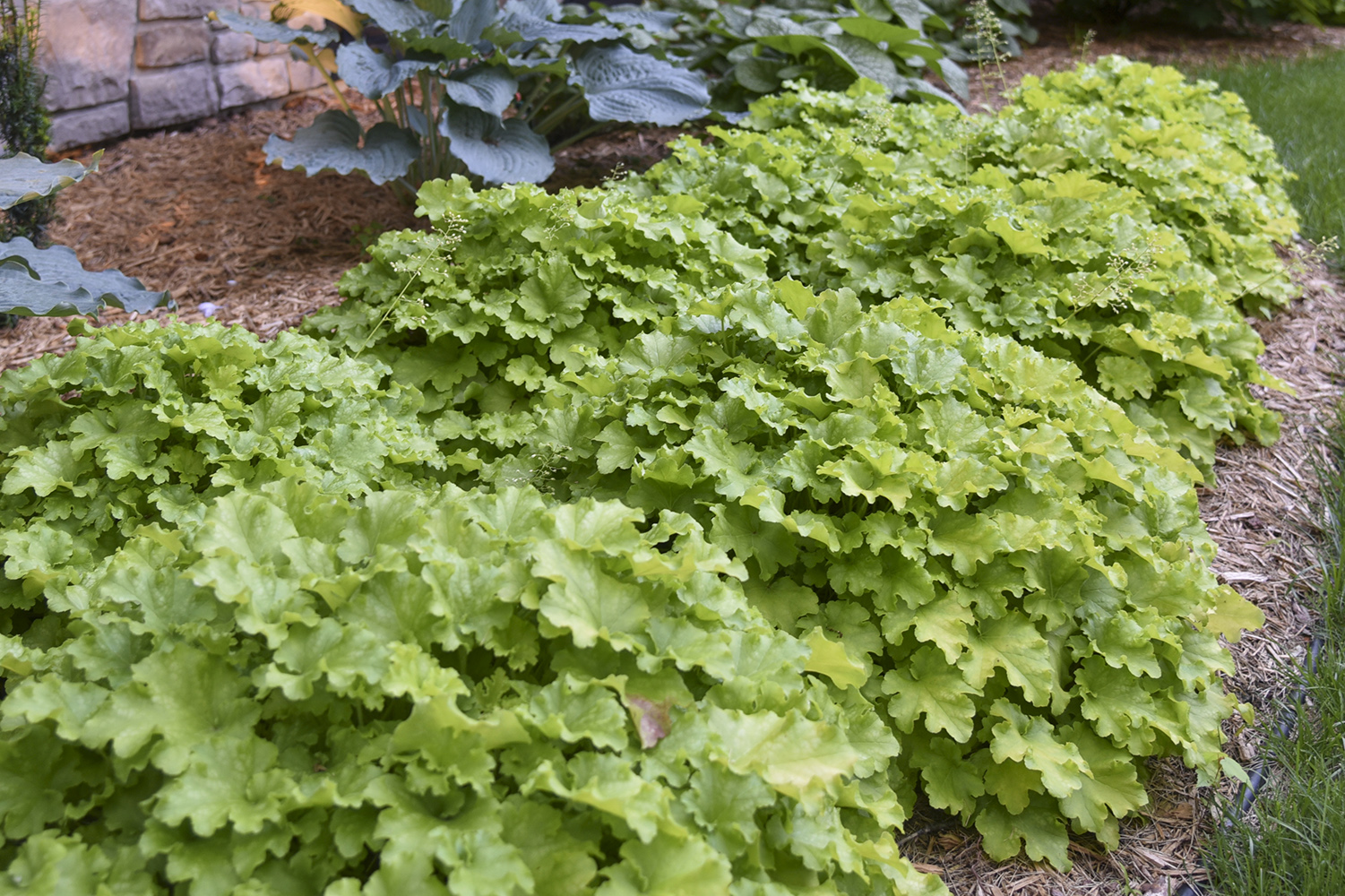 Heuchera